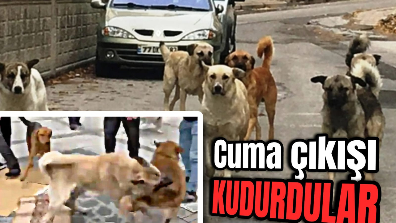 Rize'de Başıboş Köpek Saldırısı! Cuma Namazına Gidenleri Hedef Aldılar